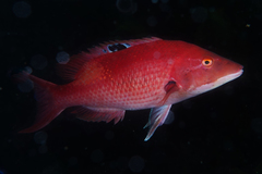 Bodianus unimaculatus