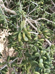 Lycium brevipes