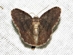 Chiasmia confuscata