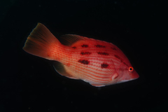 Bodianus unimaculatus