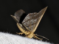Chiasmia confuscata