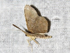 Chiasmia confuscata