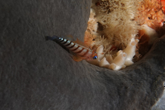 Notoclinops segmentatus