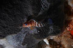 Notoclinops segmentatus