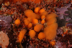 Pseudodistoma novaezelandiae