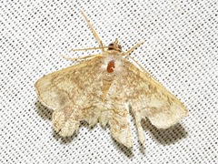 Chiasmia streniata streniata