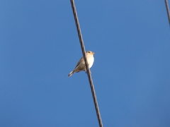 Sporophila morelleti