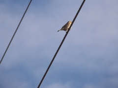 Sporophila morelleti