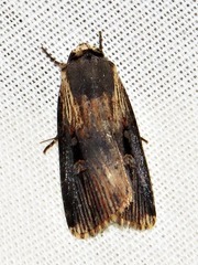 Effractilis effracta