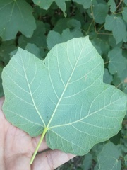 Acer opalus obtusatum