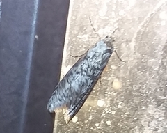 Ellabella melanoclista