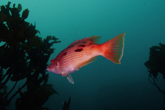 Bodianus unimaculatus