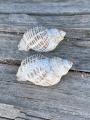 Acanthinucella punctulata