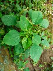 Acalypha indica indica