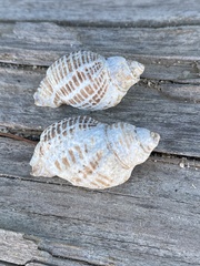 Acanthinucella punctulata