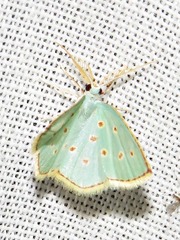 Comostolopsis stillata stillata