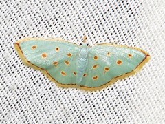 Comostolopsis stillata stillata