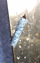 Ellabella melanoclista