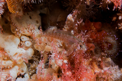 Notoclinops yaldwyni