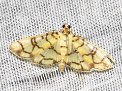 Pardomima