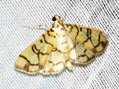 Pardomima