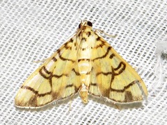 Pardomima