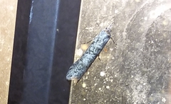 Ellabella melanoclista