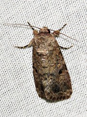 Spodoptera triturata