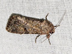 Spodoptera triturata