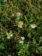 Bidens alba