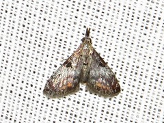 Rhynchopaschia melanolopha