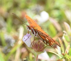 Dione vanillae