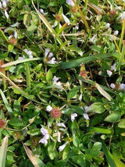 Richardia grandiflora