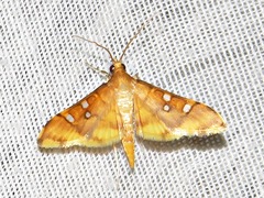 Prophantis smaragdina