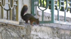 Sciurus granatensis