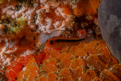 Forsterygion maryannae