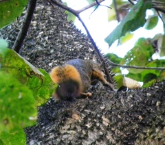 Sciurus granatensis
