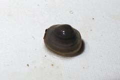 Sphaerium rhomboideum