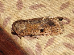 Spodoptera triturata