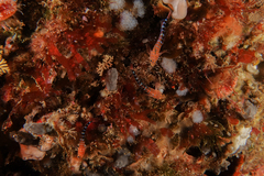 Notoclinops caerulepunctus