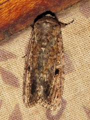 Spodoptera triturata