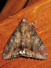 Achaea catella