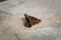 Pelopidas assamensis