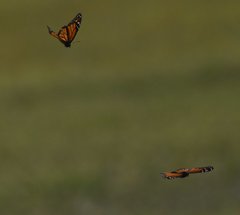 Danaus plexippus