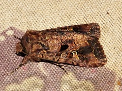 Tycomarptes inferior