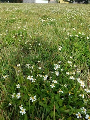 Bidens alba