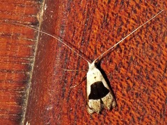 Ceromitia trigoniferella