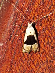 Ceromitia trigoniferella