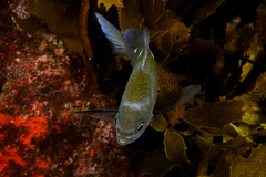 Chromis dispila