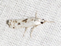 Crambus sparsellus